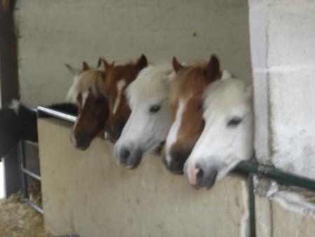 pony of my riding school 